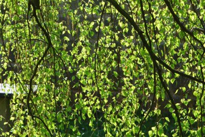 Betula pendula 'Youngii' - bříza bělokorá 'Youngii' - v jarní koruně